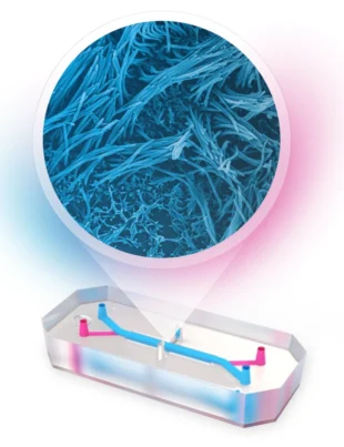 UK scientists create a personalized lung-on-a-chip
