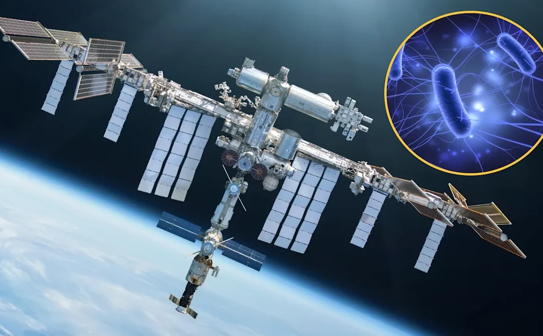 Phage–host dynamics